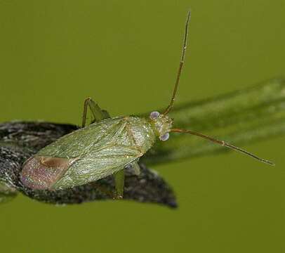 Слика од Orthotylus concolor (Kirschbaum 1856)