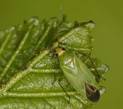 Image de Orthotylus flavinervis (Kirschbaum 1856)