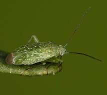 Image of Orthotylus flavosparsus (C. Sahlberg 1841)