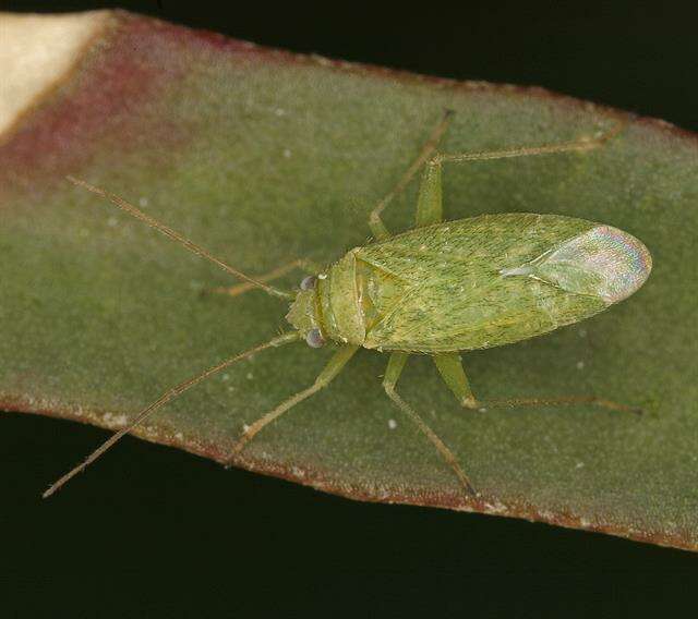 Image of Orthotylus flavosparsus (C. Sahlberg 1841)