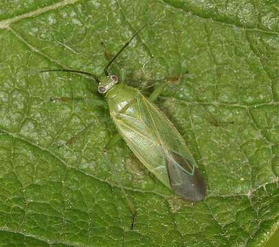 Image de Orthotylus marginalis Reuter 1883