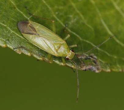 Image of Orthotylus virens (Fallen 1807)