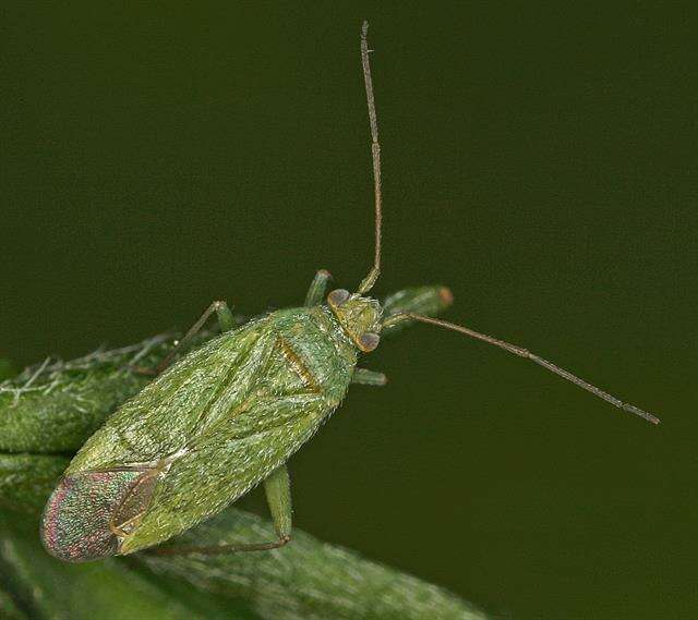 Image of Mirid bug