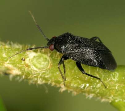 Image of Phoenicocoris