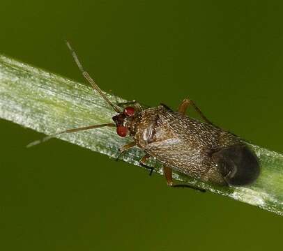 Image of Phoenicocoris