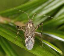 Image of Phytocoris