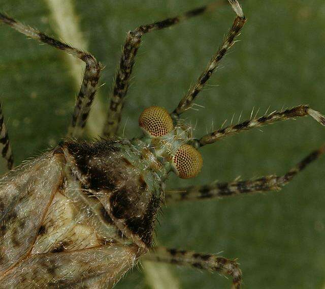 Image of Phytocoris