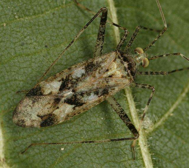 Image of Phytocoris