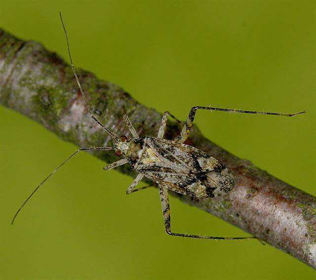 Image of Phytocoris