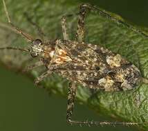 Image of Phytocoris