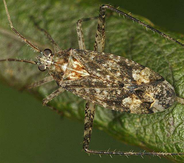 Image of Phytocoris