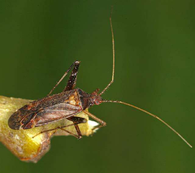 Image of Phytocoris ulmi (Linnaeus 1758)