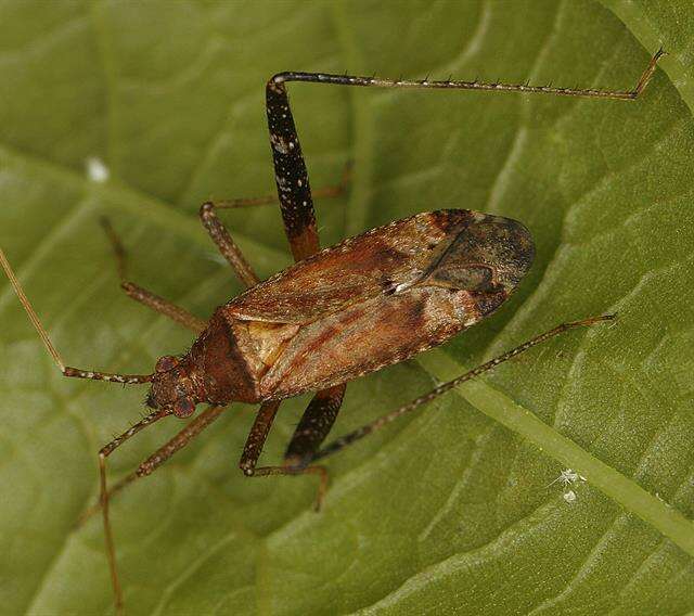 Image of Phytocoris ulmi (Linnaeus 1758)