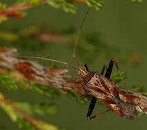 Image of Phytocoris varipes Boheman 1852