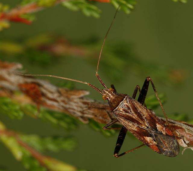 Image of Phytocoris varipes Boheman 1852