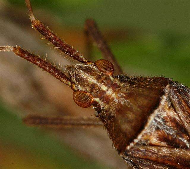 Image of Phytocoris varipes Boheman 1852