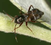 Image of Leaf bug