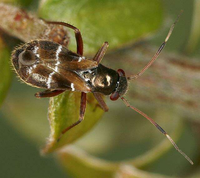 Image of Leaf bug