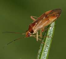 Image of Leaf bug