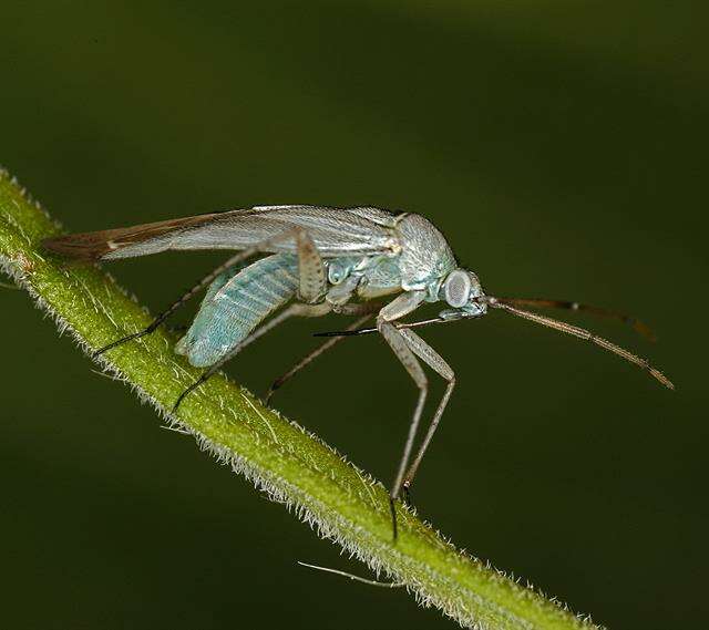 Sivun Placochilus kuva