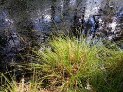 Image of Gray Bog Sedge