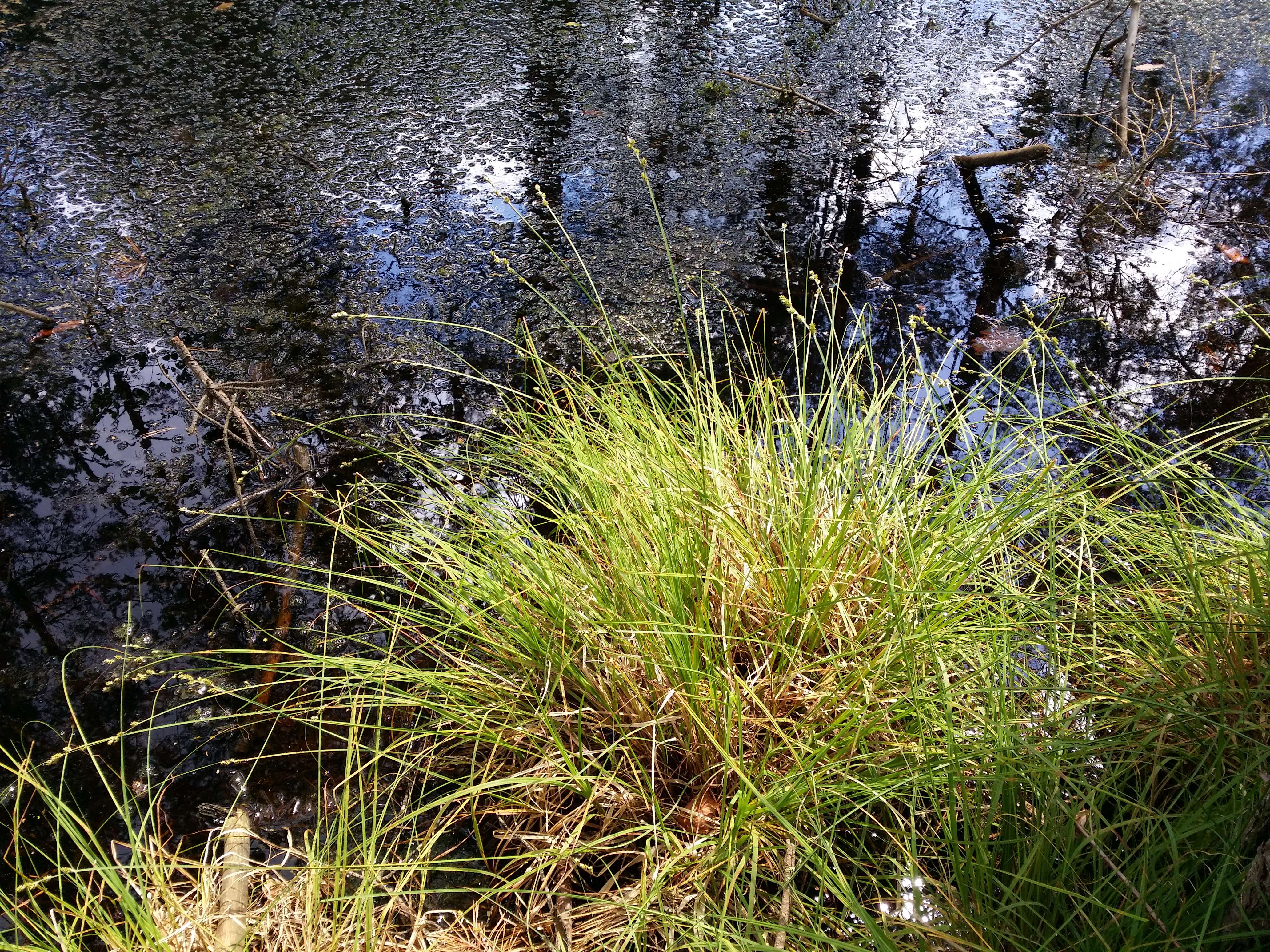 Image of Gray Bog Sedge