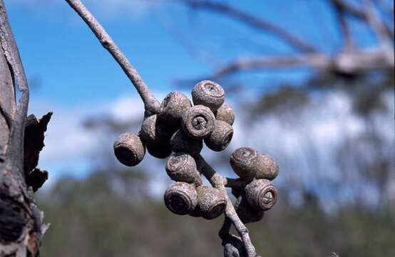 Imagem de Eucalyptus arenacea J. C. Marginson & P. Y. Ladiges