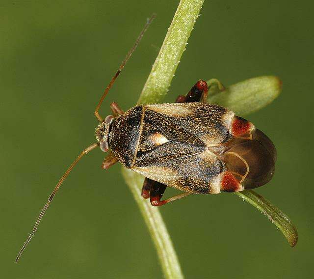 Image of Polymerus palustris (Reuter 1905)