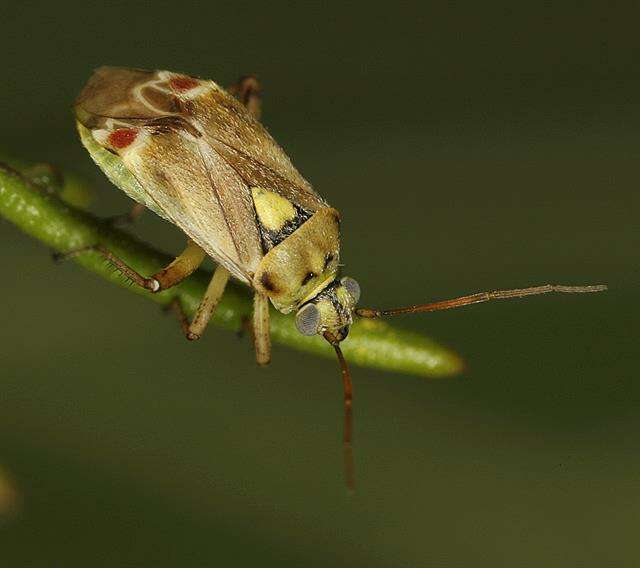 Image of Polymerus vulneratus (Panzer 1805)