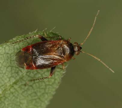 Image of Psallus assimilis Stichel 1956