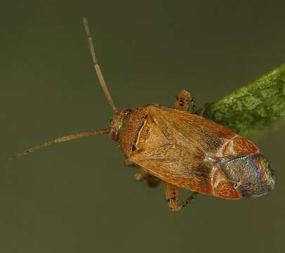 Image of Psallus flavellus Stichel 1933