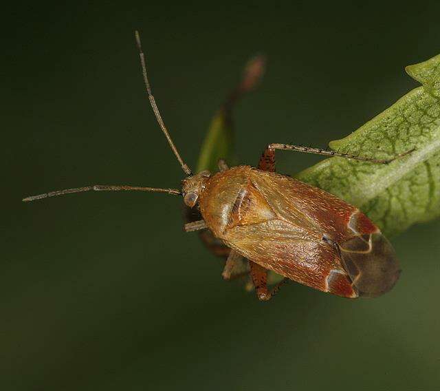 Psallus flavellus Stichel 1933的圖片