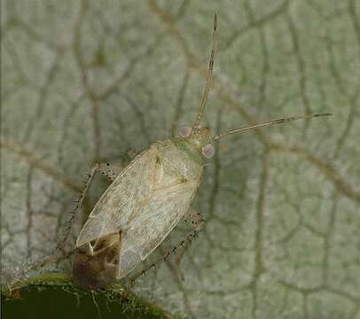 Psallus haematodes (Gmelin 1790) resmi