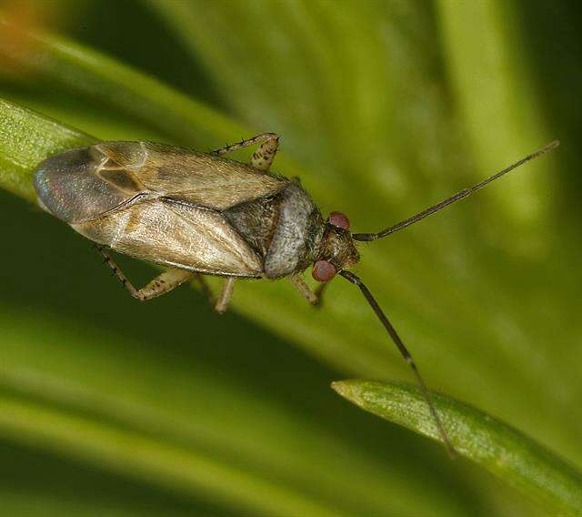 Image of Psallus luridus Reuter 1878