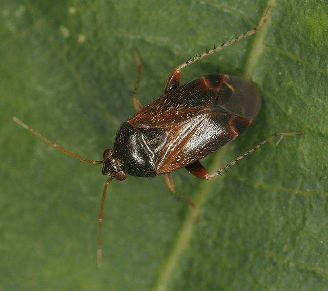 Image of Plant bug