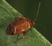 Image of Plant bug