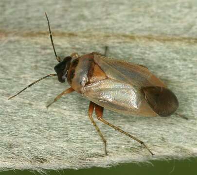 Image of Salicarus