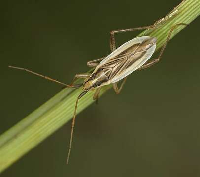 Image of Stenodema holsata (Fabricius 1787)