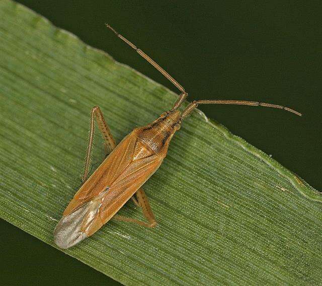 Sivun Stenodema virens (Linnaeus 1767) kuva