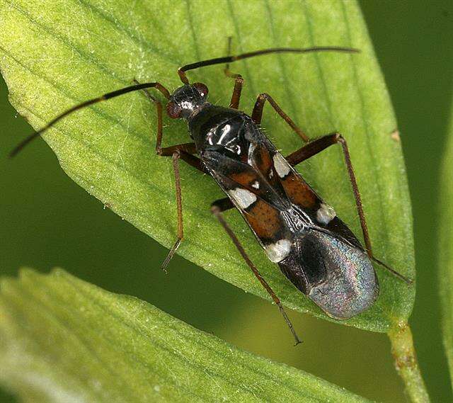 Systellonotus resmi