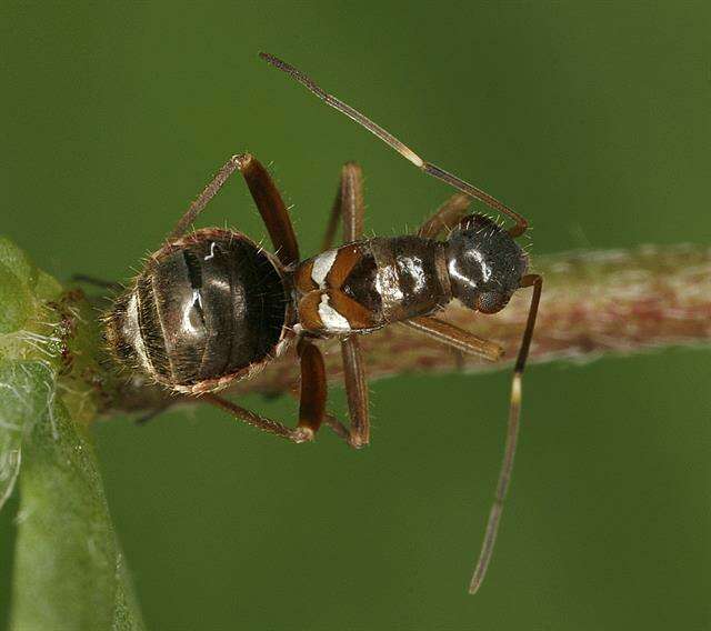 Systellonotus resmi