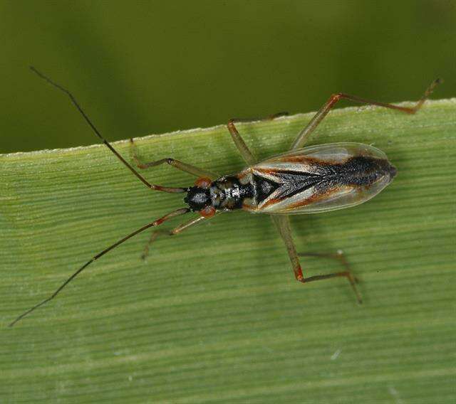 Image of Teratocoris