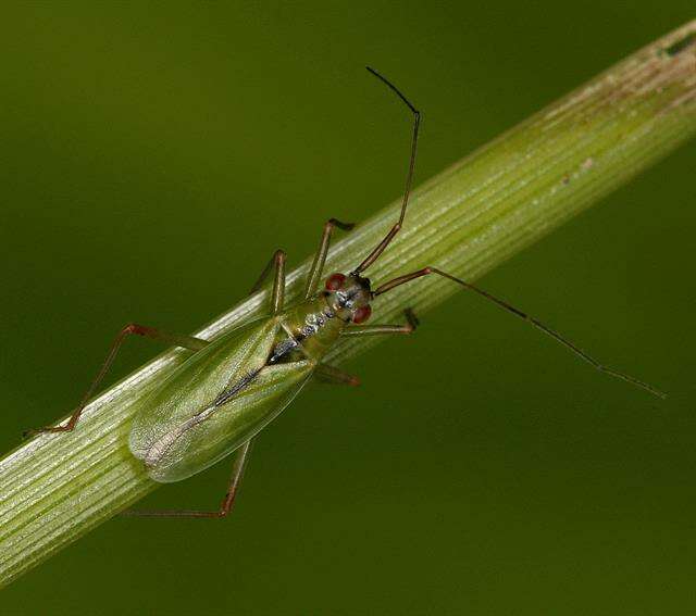 Image of Teratocoris