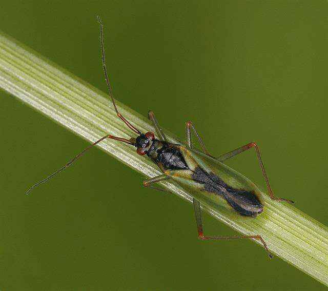 Image of Teratocoris