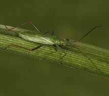 Teratocoris paludum J. Sahlberg 1870的圖片