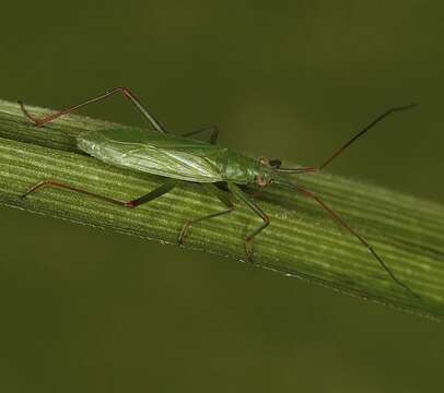 Teratocoris paludum J. Sahlberg 1870的圖片