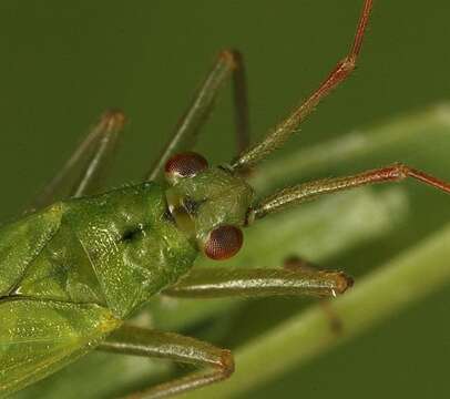 Image of Teratocoris paludum J. Sahlberg 1870