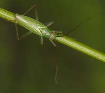 Image of Teratocoris saundersi Douglas & Scott 1869