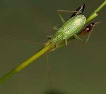 Image of Teratocoris saundersi Douglas & Scott 1869