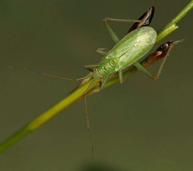 Image of Teratocoris saundersi Douglas & Scott 1869